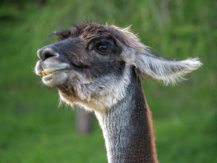 Lama
