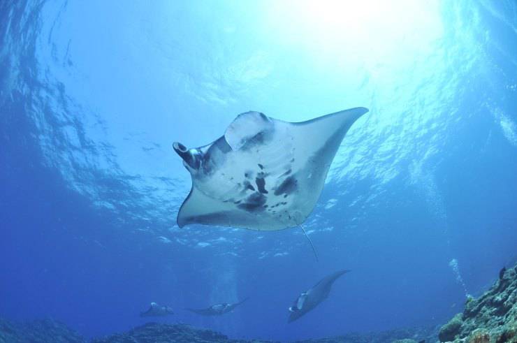manta