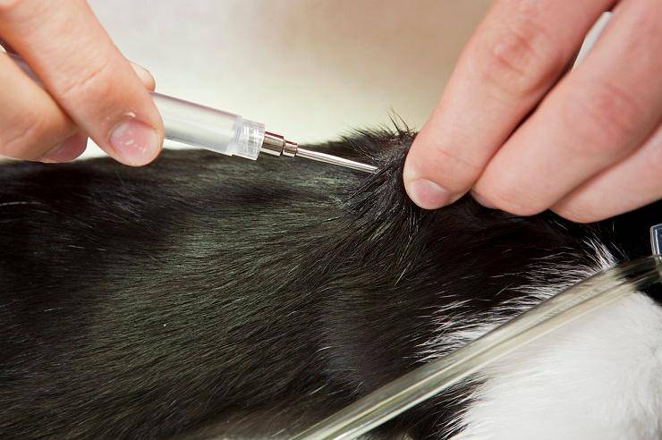 obbligo microchip gatti