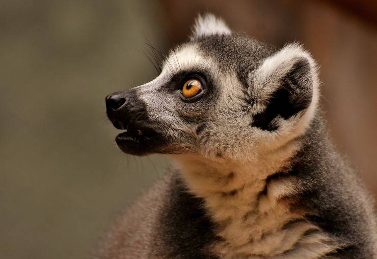 Lemure curiosità sui lemuri
