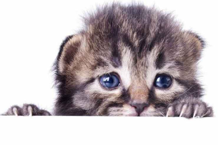 gatto perdita peli