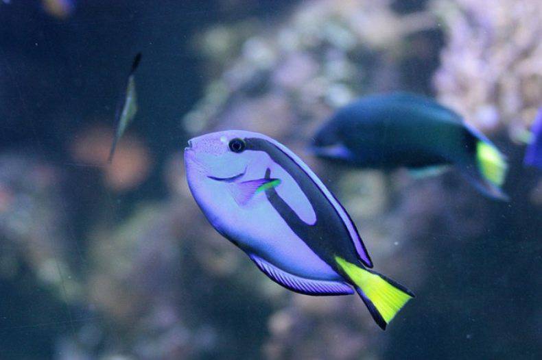 pesce chirurgo