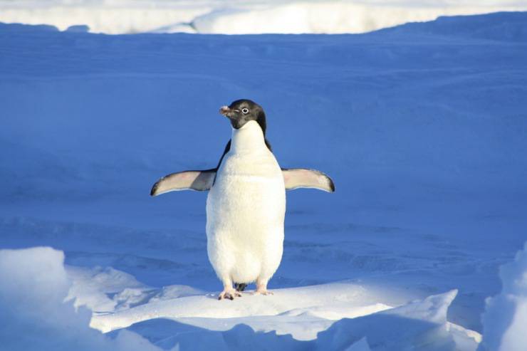 pinguino