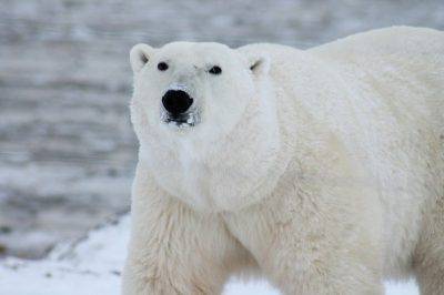 Orso polare