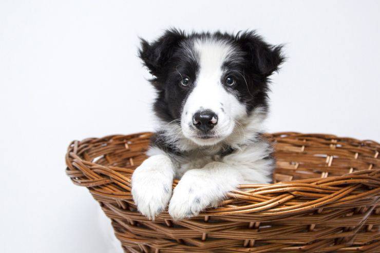 cura del cane