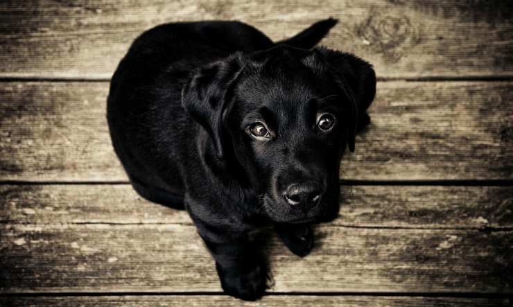 Cucciolo triste (Foto Pixabay)