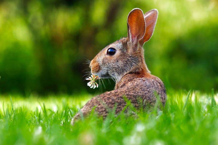 Animali con la R in inglese