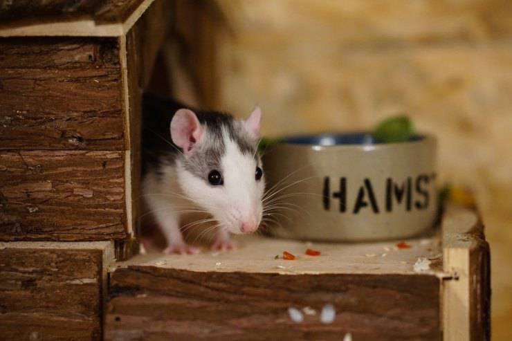 ratto domestico