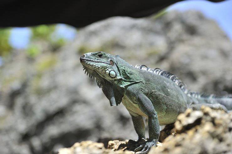 malattie dell iguana