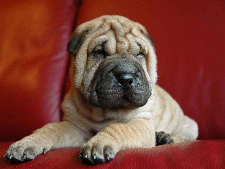 shar pei