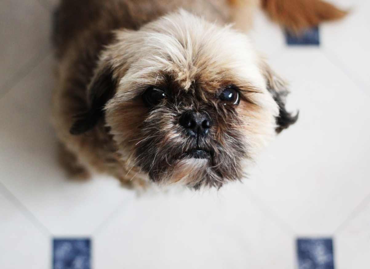 cane aspirapolvere