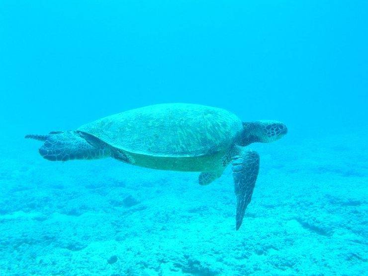 senso di orientamento della tartaruga marina