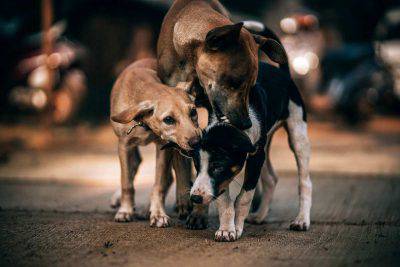 Cani randagi (Foto Pixabay)