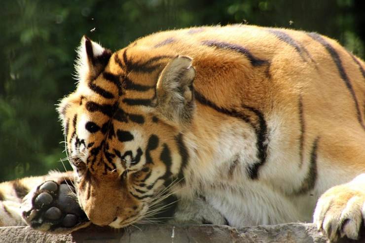tigre