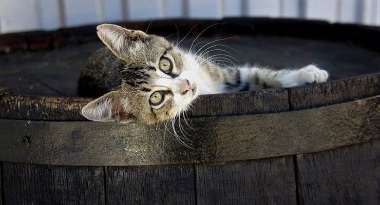 Nomi di gatti con la L