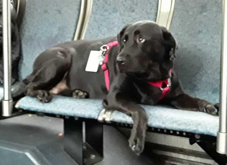 La cagnolina seduta sui sedili del bus (Foto Pixabay)
