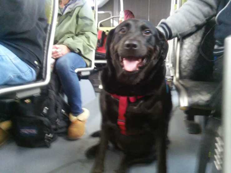 La cagnolina sull'autobus (Foto Pixabay)