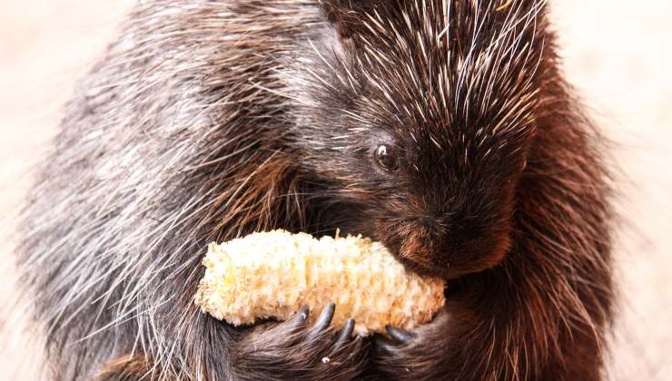 Urone un animale che inizia per u ed è simile al porcospino