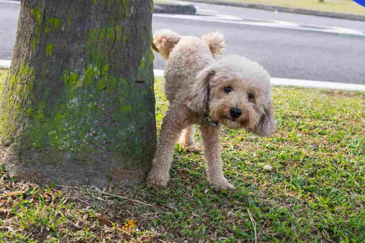 Cane sta per fare pipì
