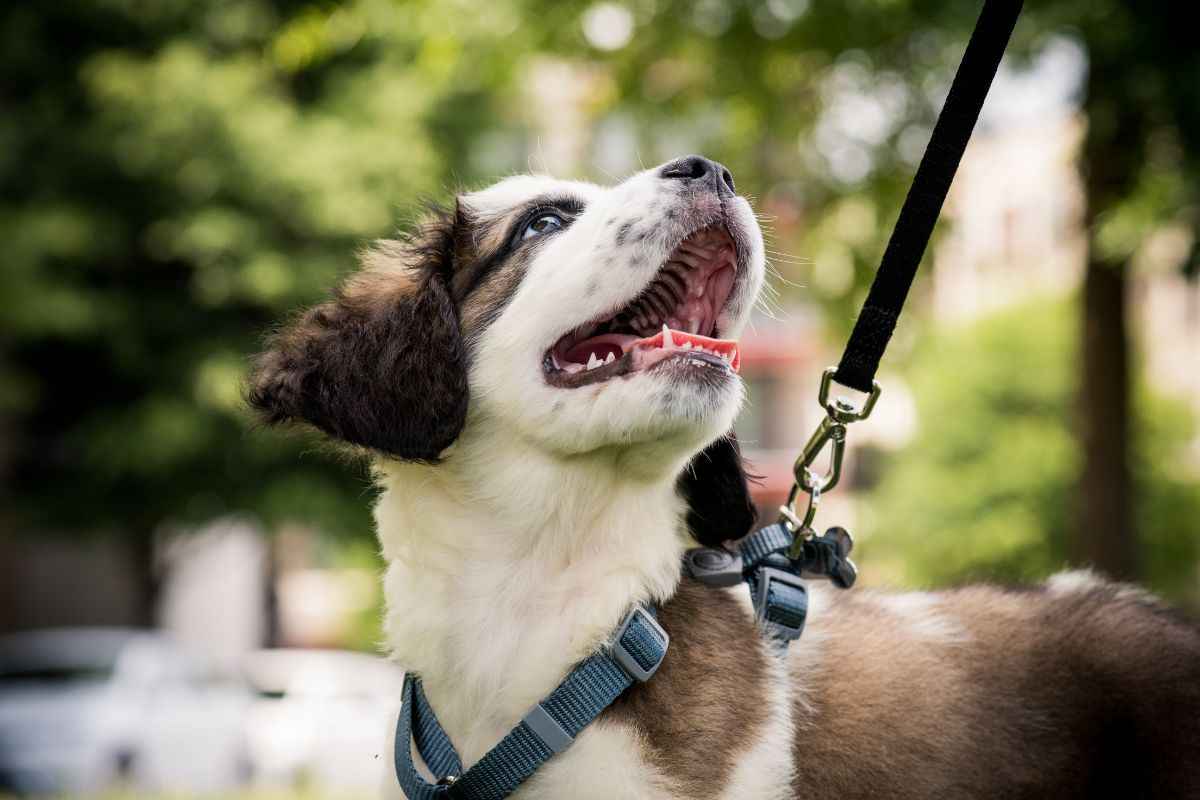 Portare il cane fuori