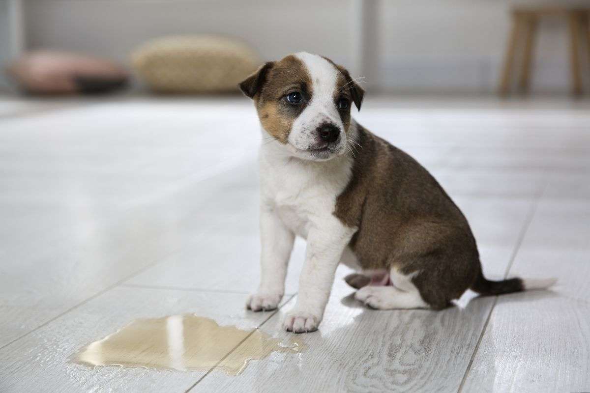 Cucciolo ha fatto pipì in casa