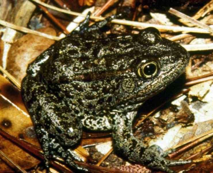 Rana del Mississipi