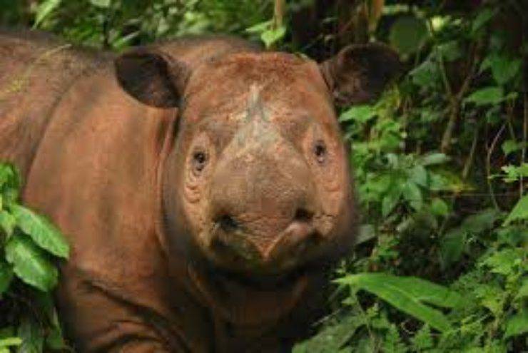 Rinoceronte di Sumatra