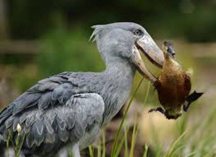 Animali più strani del mondo