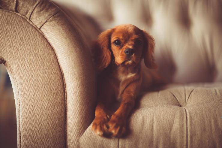 peli di cane sul divano