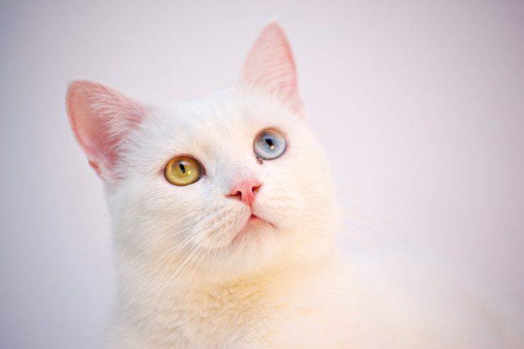 angora turco