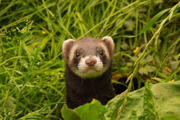 Furetti mustelidi