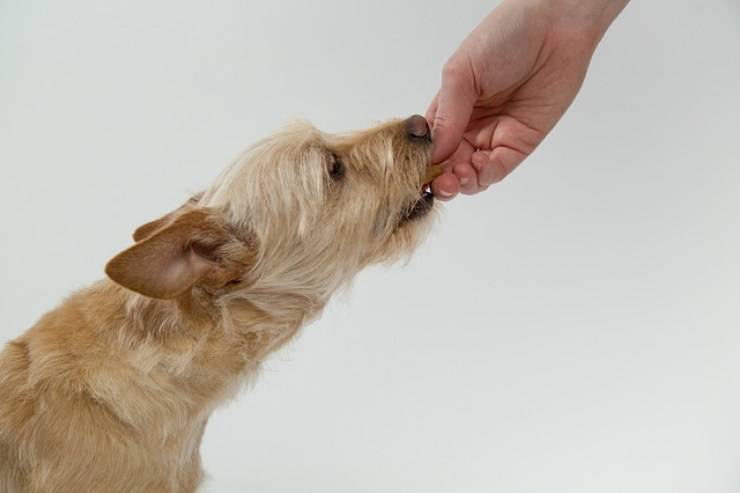 avanzi al cane