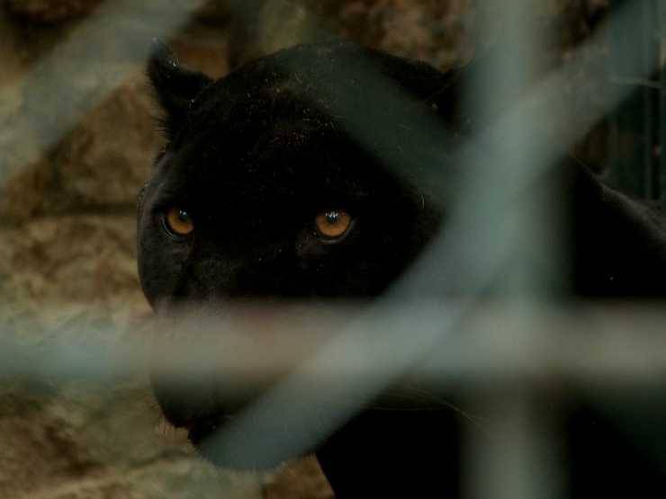 Lo sguardo della pantera (Foto Pixabay)