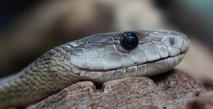 black mamba