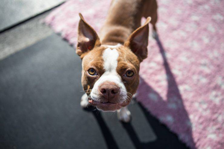 boston terrier cane sceglie padrone
