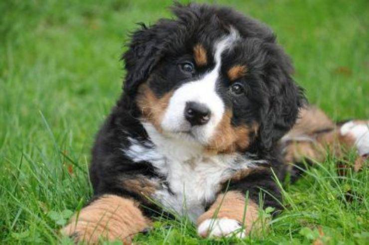 bovaro bernese