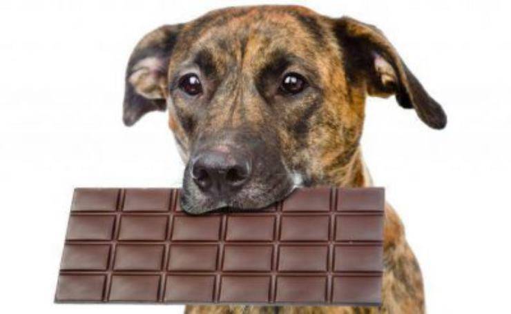alimenti dannosi per cani
