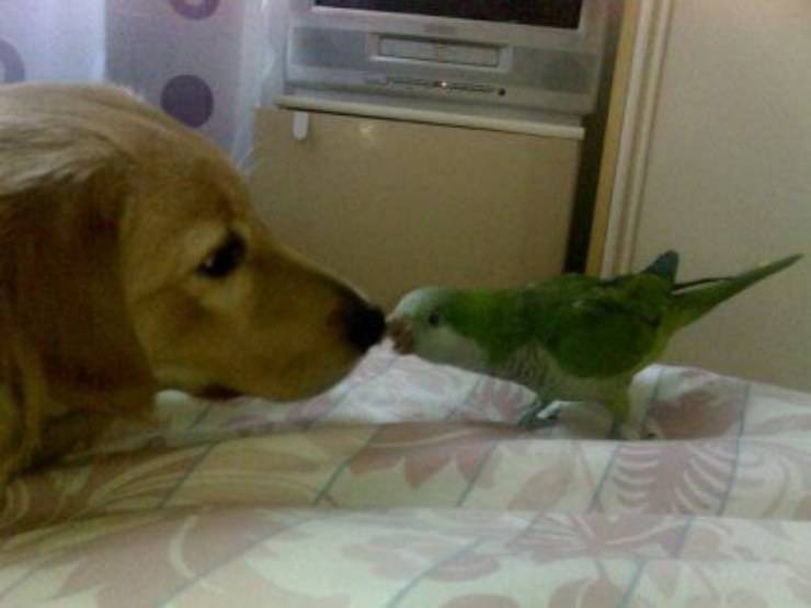 cane e pappagallo