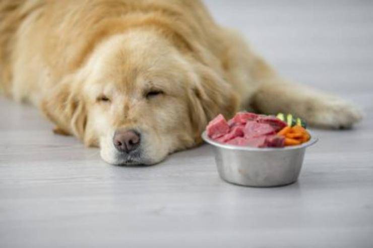 cane non mangia