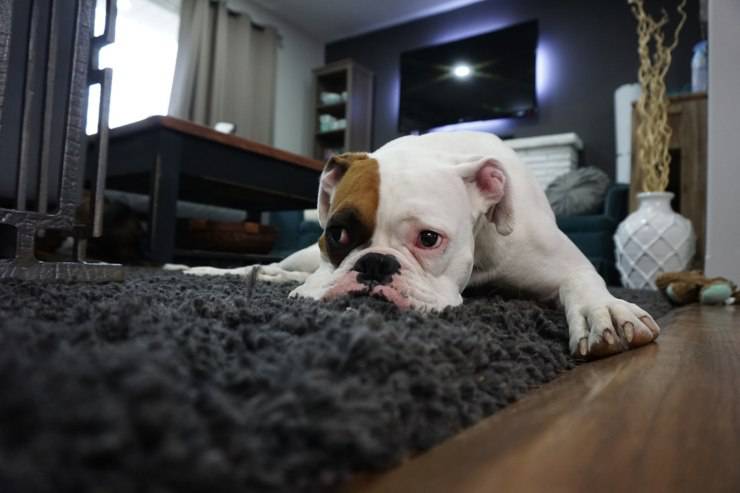 cane malato