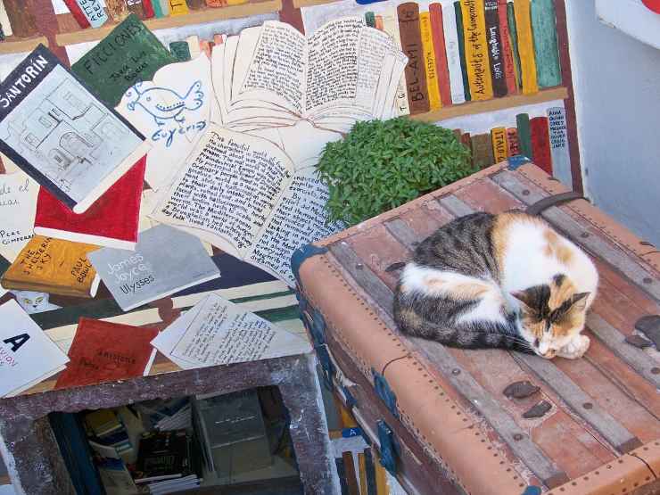 I gatti amano le valigie