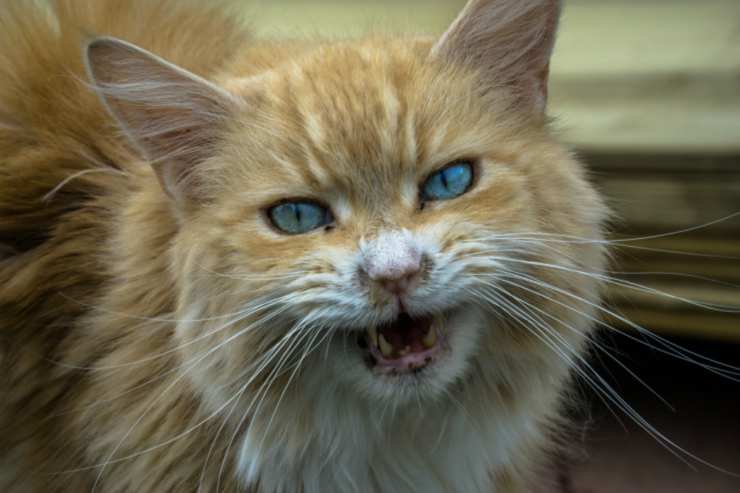 La rabbia del gatto (Foto Pixabay)