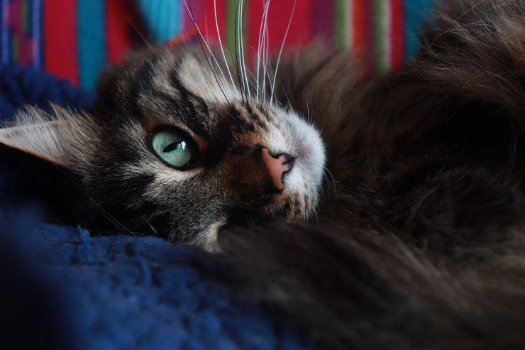 falsi miti gatti