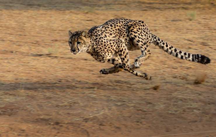 Animali più veloci del mondo