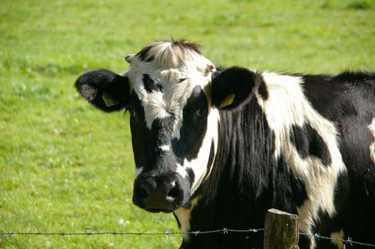 Mucca animale intelligente (Foto Pixabay)