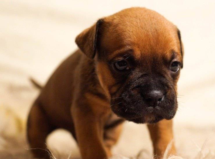 cucciolo cane cagnolino
