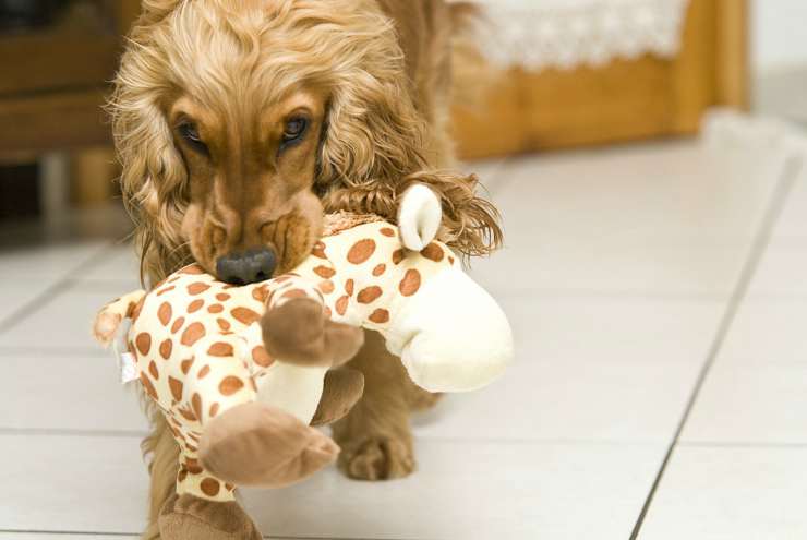 Il gioco preferito del cane (Foto Pixabay)