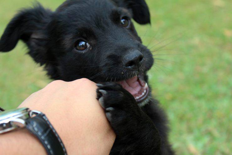test intelligenza cani