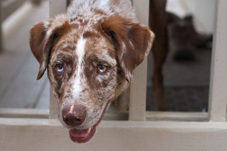 cane intelligente