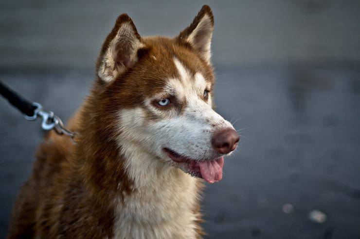 cane reattivo guinzaglio